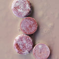 Fortifying Shampoo Bar - image 1