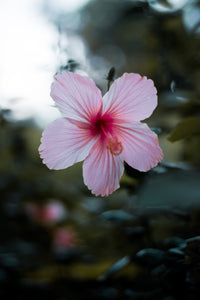 Hibiscus